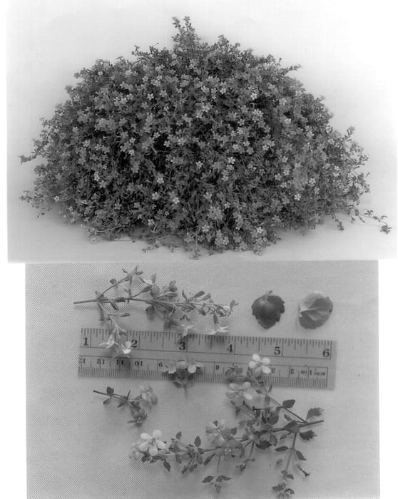 Figure 1 of US plant patent PP13181, the photograph of Bacoble printed in the patent.