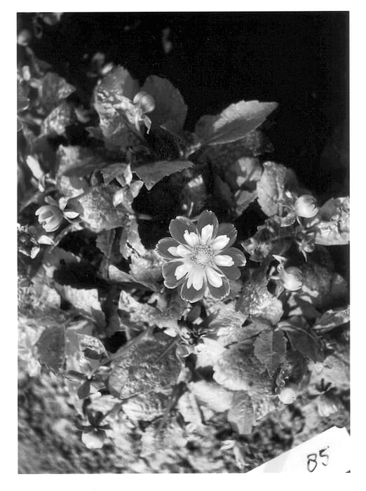 Figure 1 of US plant patent PP13182, the photograph of HGD-161-7 printed in the patent.