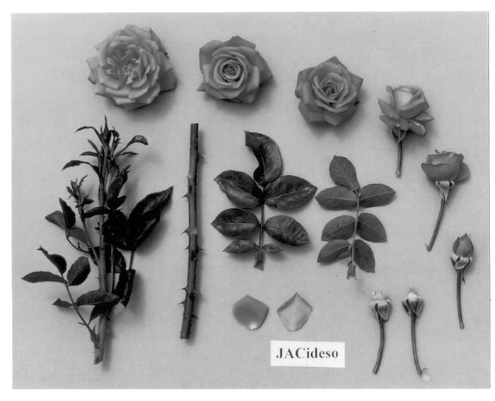 Figure 1 of US plant patent PP13183, the photograph of JACideso printed in the patent.