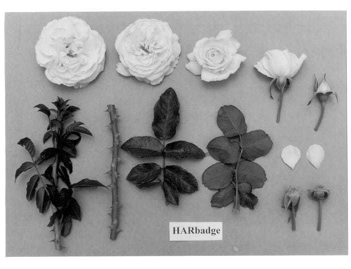 Figure 1 of US plant patent PP13184, the photograph of HARbadge printed in the patent.