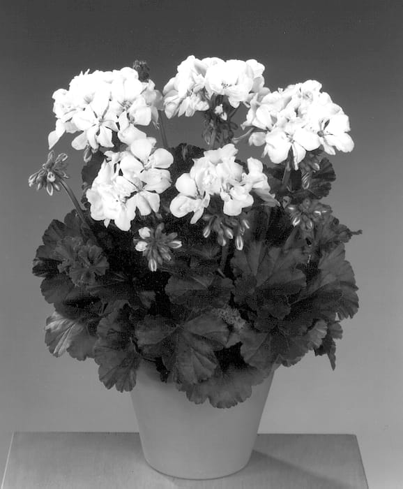 Figure 1 of US plant patent PP13186, the photograph of Fistablanc printed in the patent.