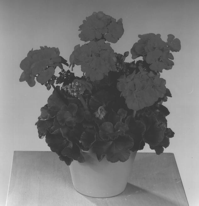 Figure 1 of US plant patent PP13187, the photograph of Fisdidin printed in the patent.