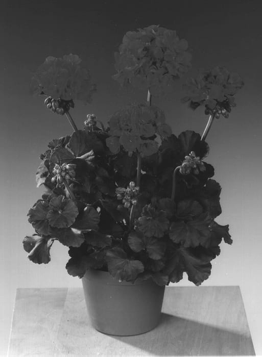 Figure 1 of US plant patent PP13188, the photograph of Fistaneon printed in the patent.