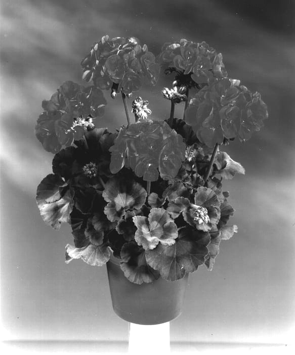 Figure 1 of US plant patent PP13190, the photograph of Fistwi printed in the patent.