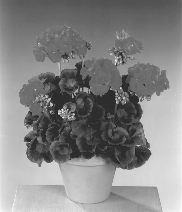 Figure 1 of US plant patent PP13191, the photograph of Fisrocoral printed in the patent.