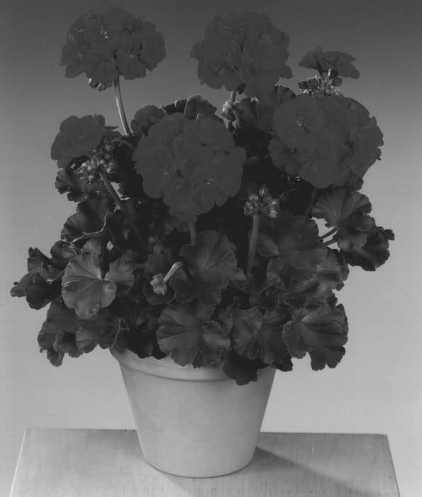 Figure 1 of US plant patent PP13192, the photograph of Fisroyal printed in the patent.