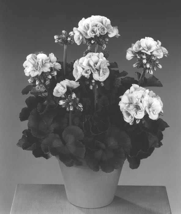 Figure 1 of US plant patent PP13193, the photograph of Fisrolisa printed in the patent.
