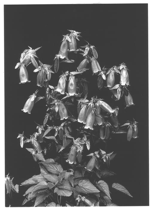 Figure 1 of US plant patent PP13194, the photograph of Bowl of Cherries printed in the patent.