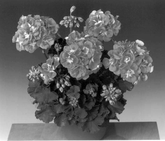 Figure 1 of US plant patent PP13195, the photograph of Fisblufort printed in the patent.