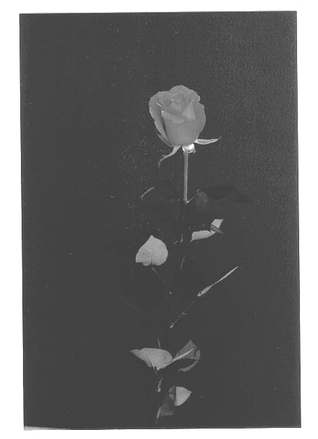 Figure 1 of US plant patent PP13196, the photograph of Yohopi printed in the patent.
