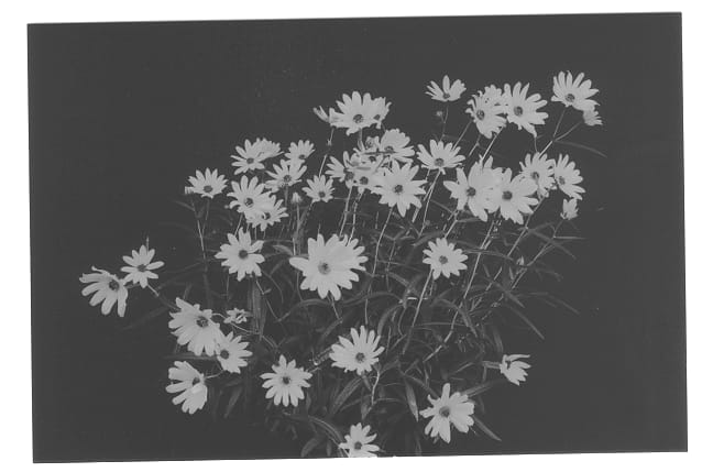 Figure 1 of US plant patent PP13197, the photograph of Low Down printed in the patent.
