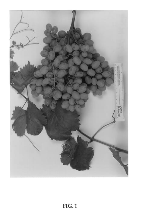 Figure 1 of US plant patent PP13198, the photograph of Sugratwentytwo printed in the patent.