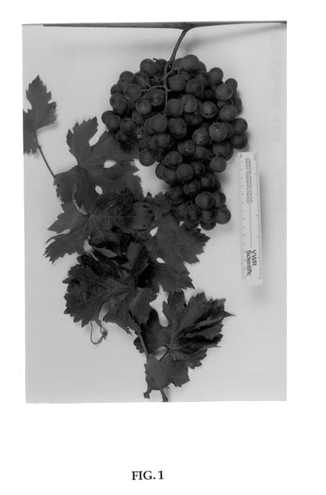 Figure 1 of US plant patent PP13199, the photograph of Sugraseventeen printed in the patent.
