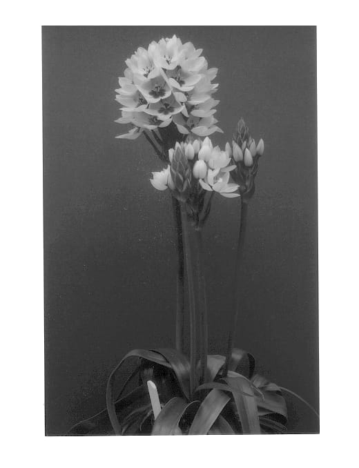 Figure 1 of US plant patent PP13200, the photograph of Chesapeake Snowflake printed in the patent.