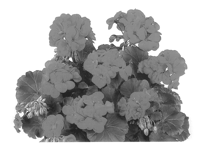 Figure 1 of US plant patent PP13201, the photograph of Duevalent printed in the patent.