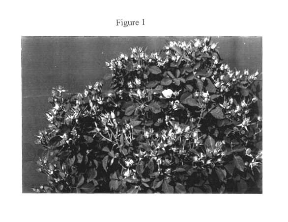 Figure 1 of US plant patent PP13203, the photograph of Ranisahiba printed in the patent.