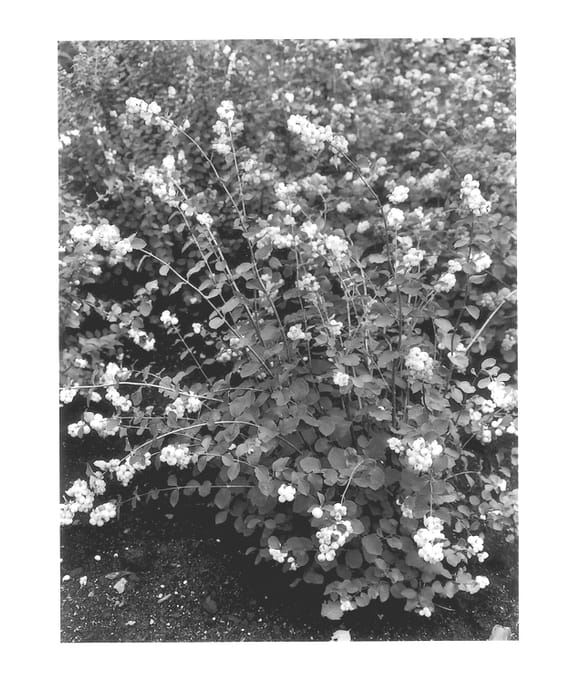 Figure 1 of US plant patent PP13204, the photograph of Kolcharm printed in the patent.