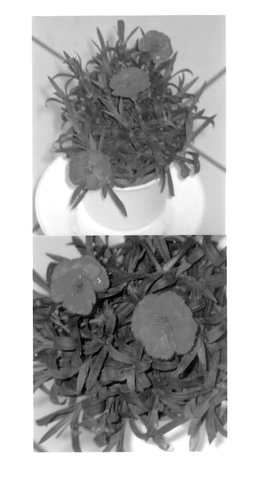 Figure 1 of US plant patent PP13205, the photograph of Wesdired printed in the patent.