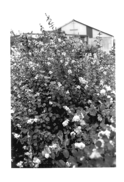 Figure 1 of US plant patent PP13206, the photograph of Kolsweet printed in the patent.