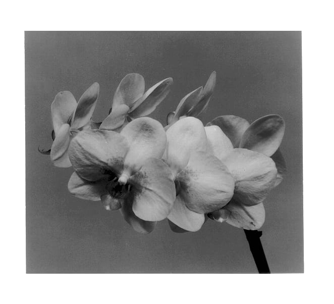 Figure 1 of US plant patent PP13207, the photograph of Pine Ridge-A printed in the patent.