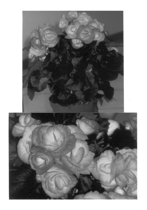 Figure 1 of US plant patent PP13208, the photograph of 00/3 printed in the patent.