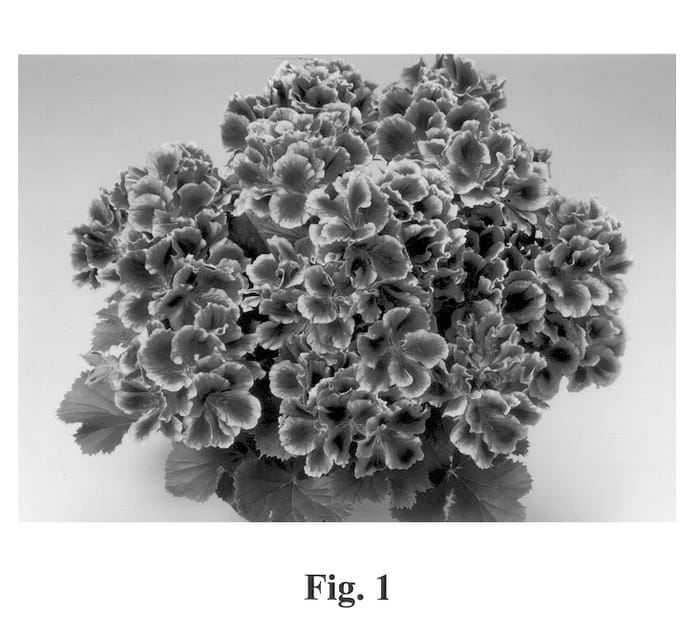 Figure 1 of US plant patent PP13209, the photograph of Camelot printed in the patent.