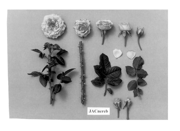 Figure 1 of US plant patent PP13210, the photograph of JACnereb printed in the patent.