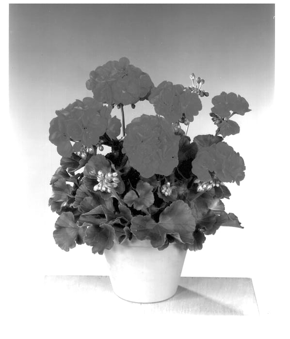 Figure 1 of US plant patent PP13211, the photograph of Fisvulk printed in the patent.