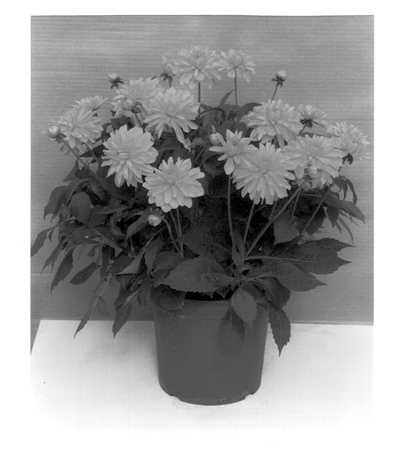 Figure 1 of US plant patent PP13212, the photograph of Melody Latin printed in the patent.