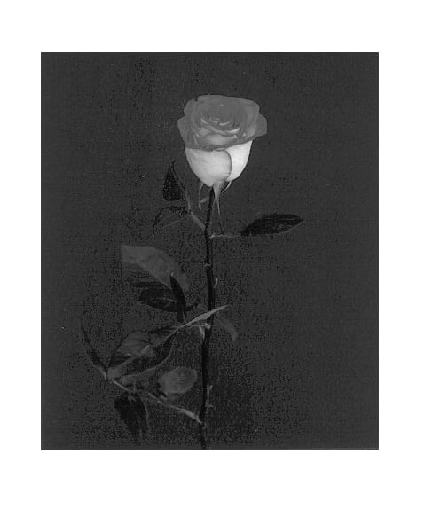 Figure 1 of US plant patent PP13213, the photograph of Yoyered printed in the patent.