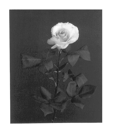 Figure 1 of US plant patent PP13214, the photograph of Yowipi printed in the patent.