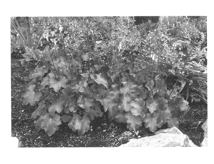 Figure 1 of US plant patent PP13215, the photograph of Vesuvius printed in the patent.