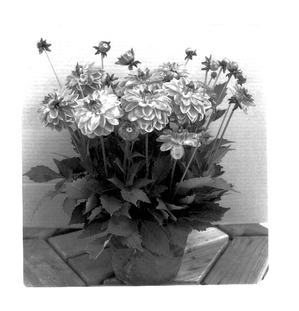 Figure 1 of US plant patent PP13216, the photograph of VK 41 printed in the patent.