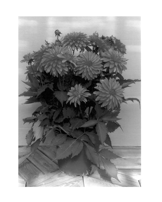 Figure 1 of US plant patent PP13217, the photograph of Melody Swing printed in the patent.