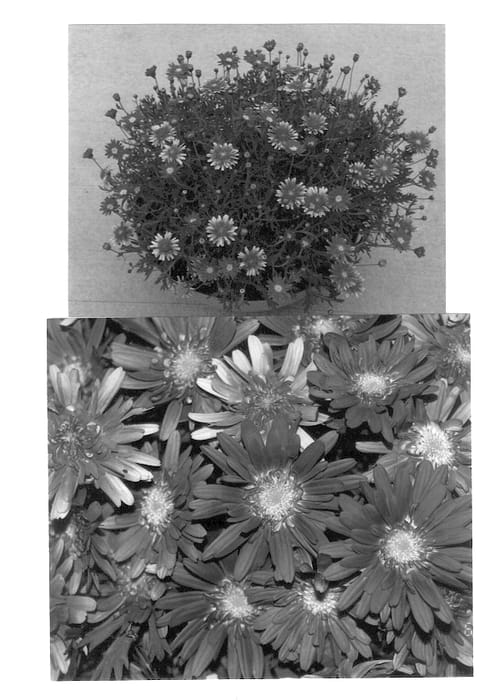 Figure 1 of US plant patent PP13218, the photograph of M8/20 printed in the patent.