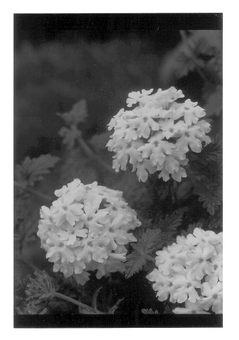 Figure 1 of US plant patent PP13219, the photograph of Blancena printed in the patent.