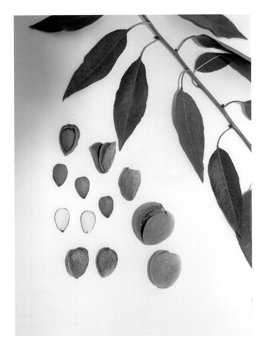 Figure 1 of US plant patent PP13220, the photograph of Marchini printed in the patent.