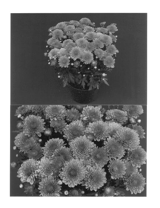 Figure 1 of US plant patent PP13221, the photograph of Spicy Yocheryl printed in the patent.