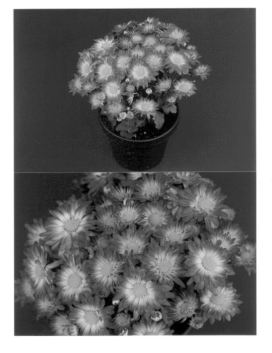 Figure 1 of US plant patent PP13222, the photograph of Dazzling Yostacy printed in the patent.