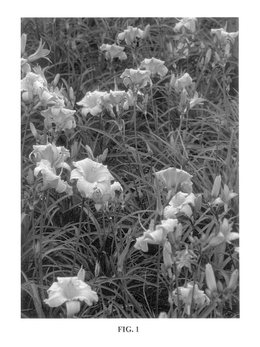 Figure 1 of US plant patent PP13223, the photograph of Apricot Sparkles printed in the patent.