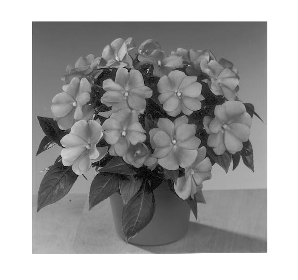 Figure 1 of US plant patent PP13224, the photograph of Fisupnics Lav printed in the patent.