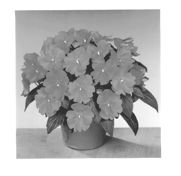 Figure 1 of US plant patent PP13225, the photograph of Fisnics Orange printed in the patent.