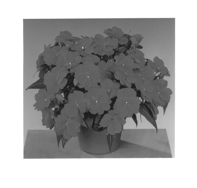 Figure 1 of US plant patent PP13226, the photograph of Fisnics Red printed in the patent.