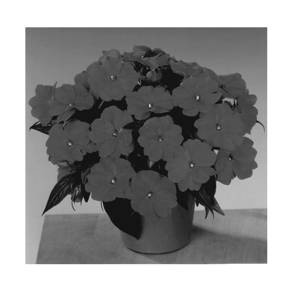 Figure 1 of US plant patent PP13227, the photograph of Fisnics Scarlet Blush printed in the patent.