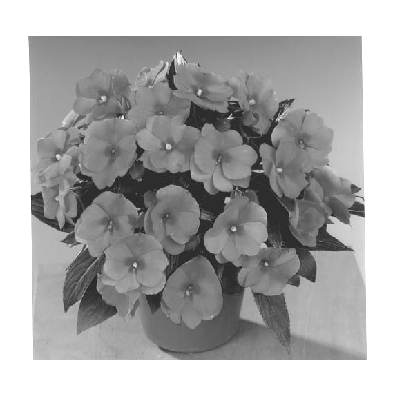 Figure 1 of US plant patent PP13228, the photograph of Fisnics Pink printed in the patent.