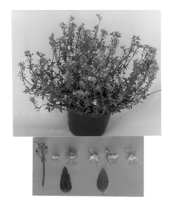Figure 1 of US plant patent PP13229, the photograph of Nemli printed in the patent.
