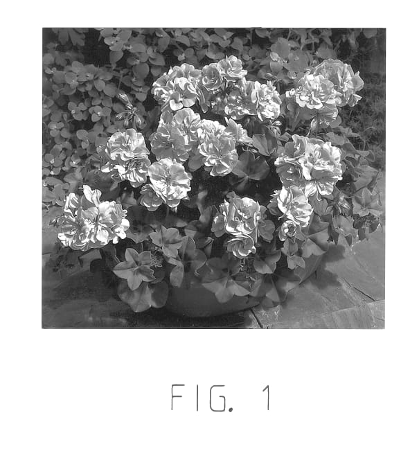 Figure 1 of US plant patent PP13230, the photograph of Freelight Lav Two printed in the patent.