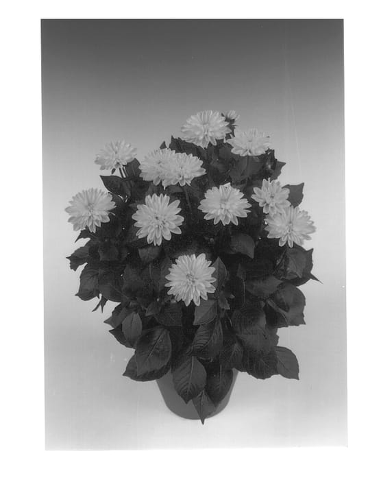 Figure 1 of US plant patent PP13231, the photograph of Panuco printed in the patent.