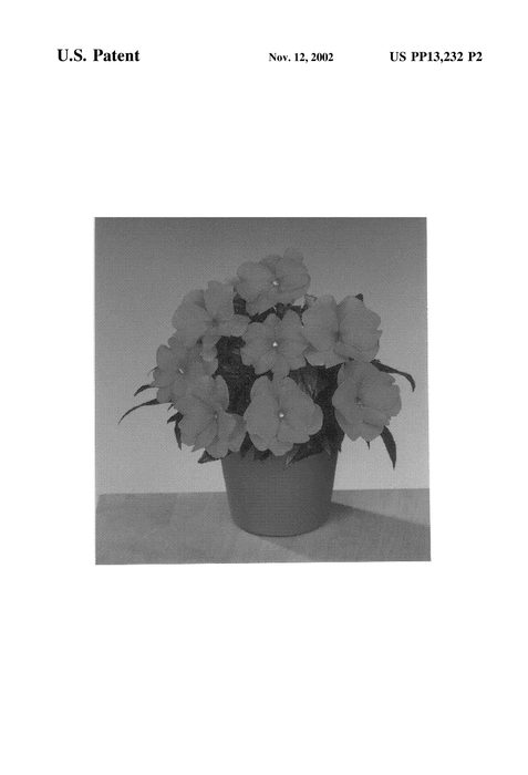 Figure 3 of US plant patent PP13232, the photograph of Fisnics Dark Salmon printed in the patent.