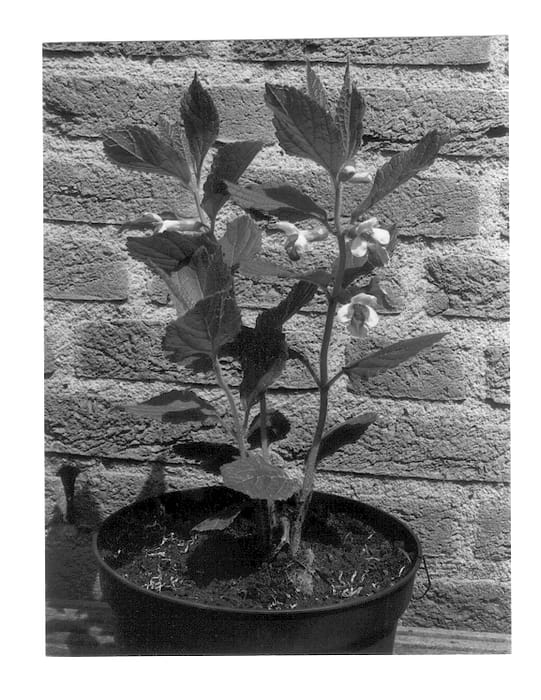 Figure 1 of US plant patent PP13233, the photograph of Royal Velvet Distinction printed in the patent.